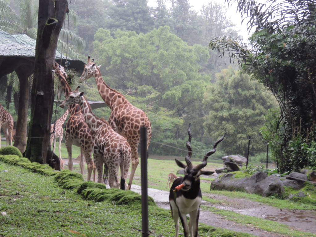 Keliling Taman Safari Puncak, Bogor