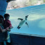 kandang-pinguin-taman-safari2