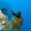 5_spot_snorkeling_sulawesi_pic_1