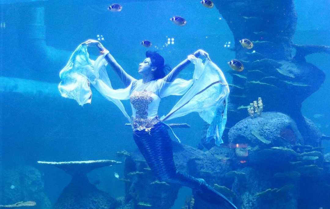 Jakarta Aquarium Wisata Mewah Melihat Hewan  Laut  Yang 